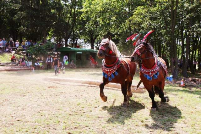 furmanske_preteky2019_14